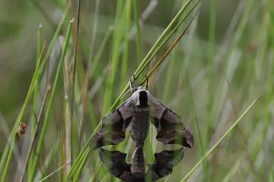 Smerinthus ocellatus