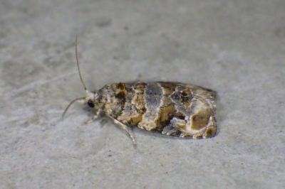 Lobesia botrana