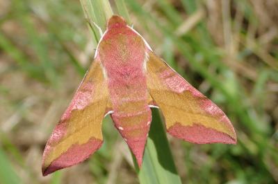 Deilephila porcellus