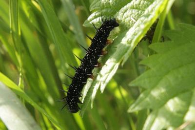 Aglais io