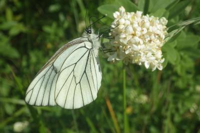 Aporia crataegi