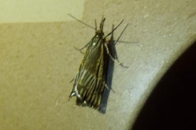 Chrysocrambus linetella