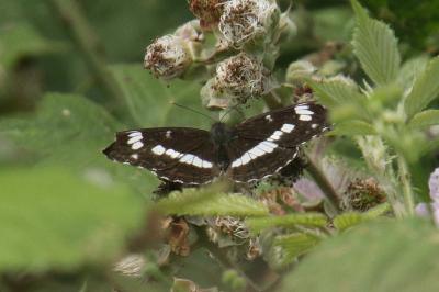 Limenitis camilla