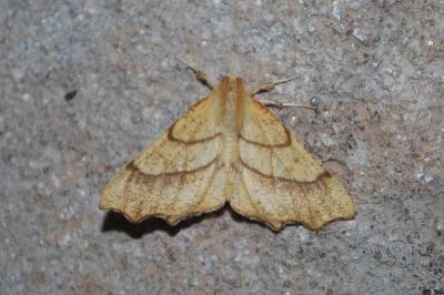 Ennomos quercinaria