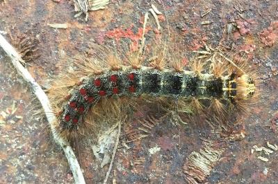 Lymantria dispar