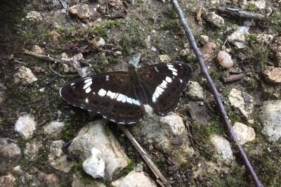Limenitis camilla