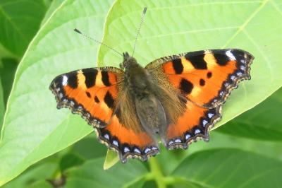 Aglais urticae