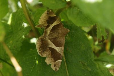 Dysgonia algira