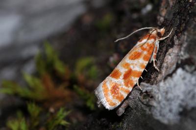 Rhyacionia pinicolana