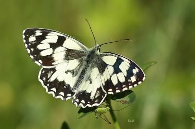 Melanargia galathea