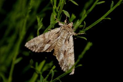 Apamea monoglypha