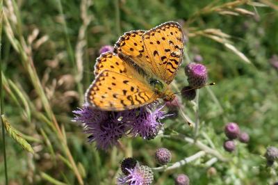 Speyeria aglaja