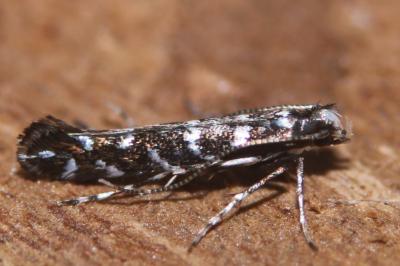 Parectopa ononidis