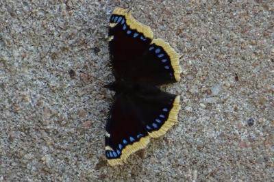 Nymphalis antiopa
