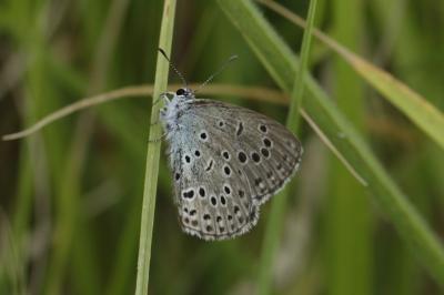 Phengaris arion