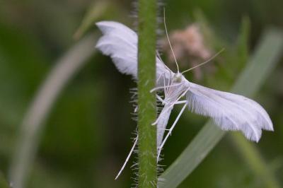 Pterophorus pentadactylus
