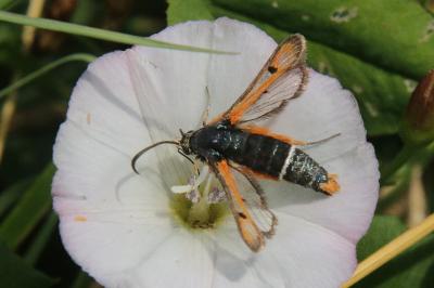 Pyropteron chrysidiforme