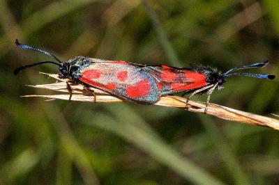 Zygaena loti