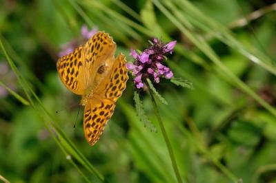 Argynnis paphia