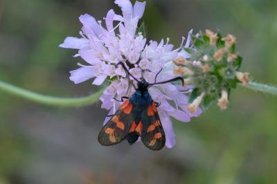 Zygaena filipendulae