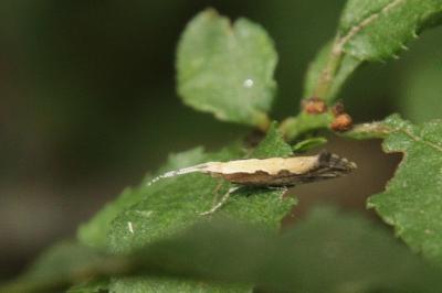 Plutella xylostella