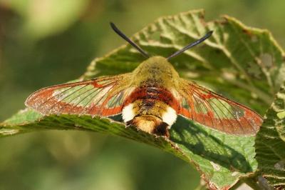 Hemaris fuciformis