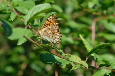 Speyeria aglaja