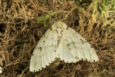 Lymantria dispar