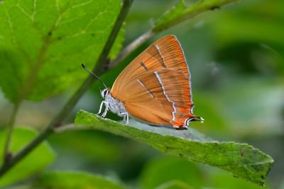 Thecla betulae