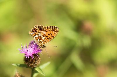 Boloria selene