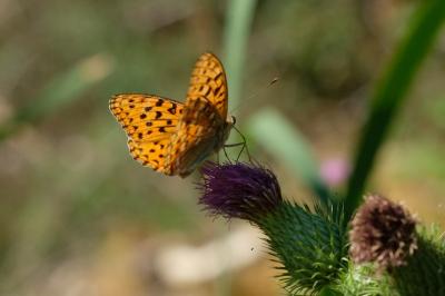 Fabriciana adippe