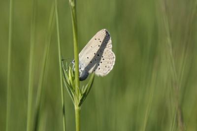 Phengaris alcon