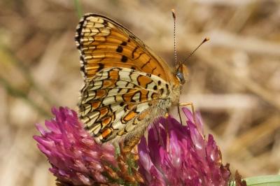 Melitaea phoebe