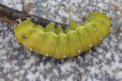 Saturnia pyri