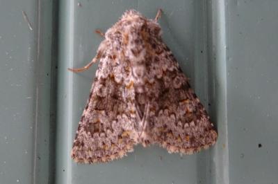Hecatera dysodea