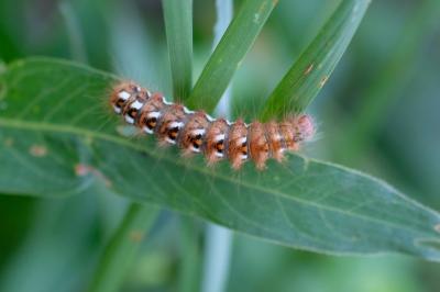 Acronicta rumicis