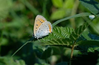 Lycaena dispar