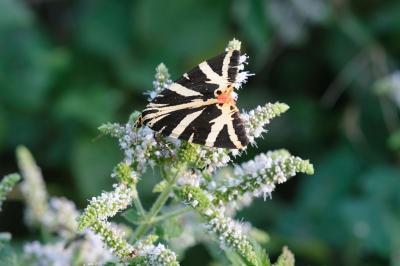 Euplagia quadripunctaria