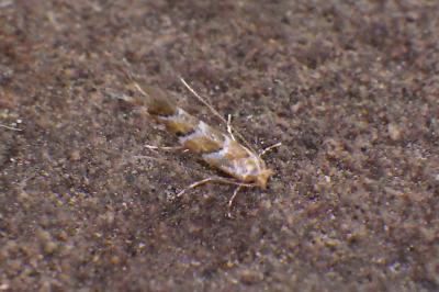 Cameraria ohridella