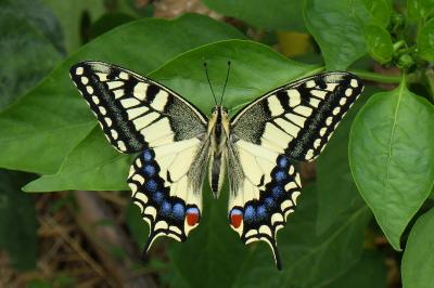 Papillons