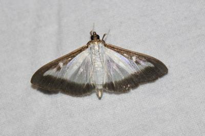 Cydalima perspectalis