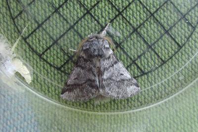 Thaumetopoea processionea