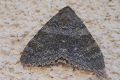 Catocala elocata