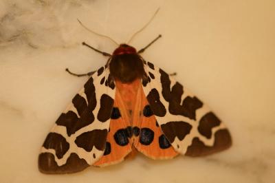 Arctia caja
