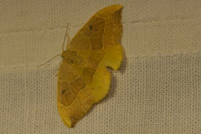 Watsonalla binaria