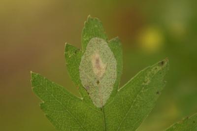 Phyllonorycter corylifoliella