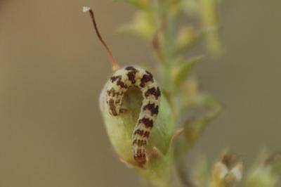 Eupithecia linariata