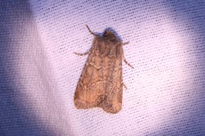Luperina testacea