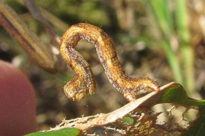 Cyclophora punctaria