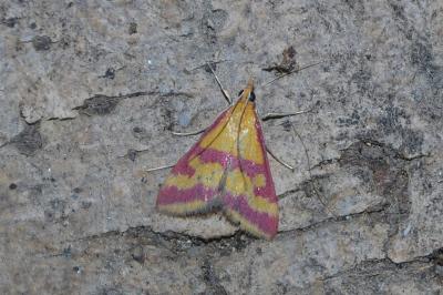 Pyrausta sanguinalis
